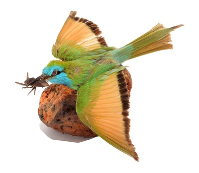 Lot 2 - Taxidermy: Asian Green Bee-eater or Little...
