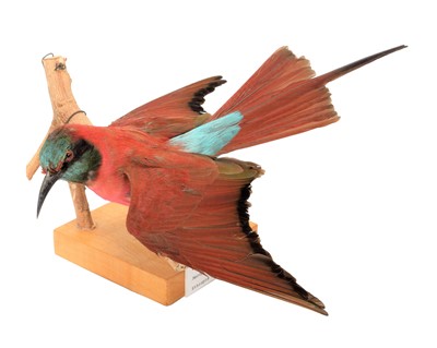 Lot 137 - Taxidermy: Northern Carmine Bee-eater (Merops...