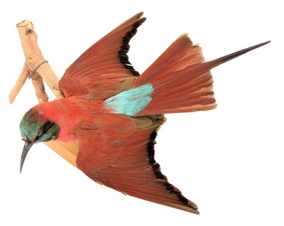 Lot 137 - Taxidermy: Northern Carmine Bee-eater (Merops...