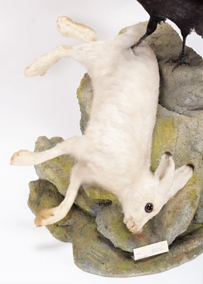 Lot 193 - Taxidermy: A Raven with Mountain Hare Prey,...