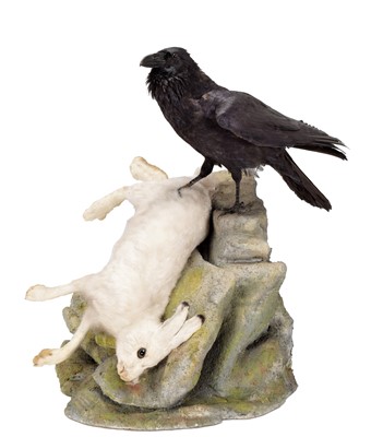 Lot 193 - Taxidermy: A Raven with Mountain Hare Prey,...