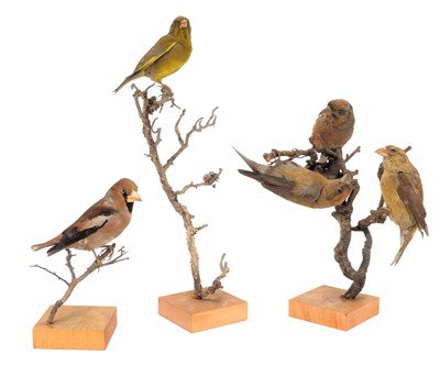 Lot 91 - Taxidermy: A Group of European Finches, dated...