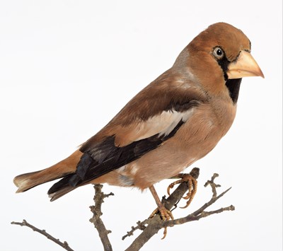 Lot 91 - Taxidermy: A Group of European Finches, dated...