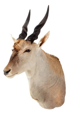Lot 300 - Taxidermy: Common Eland (Taurotragus oryx),...