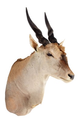 Lot 300 - Taxidermy: Common Eland (Taurotragus oryx),...