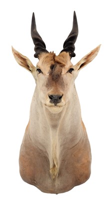 Lot 300 - Taxidermy: Common Eland (Taurotragus oryx),...
