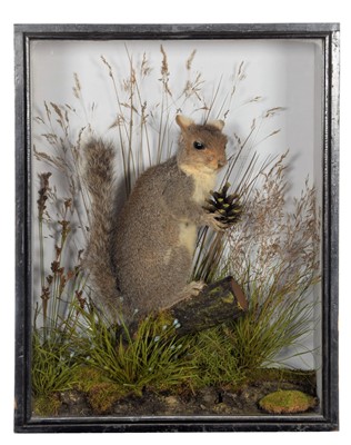 Lot 221 - Taxidermy: A Late Victorian Cased Grey...