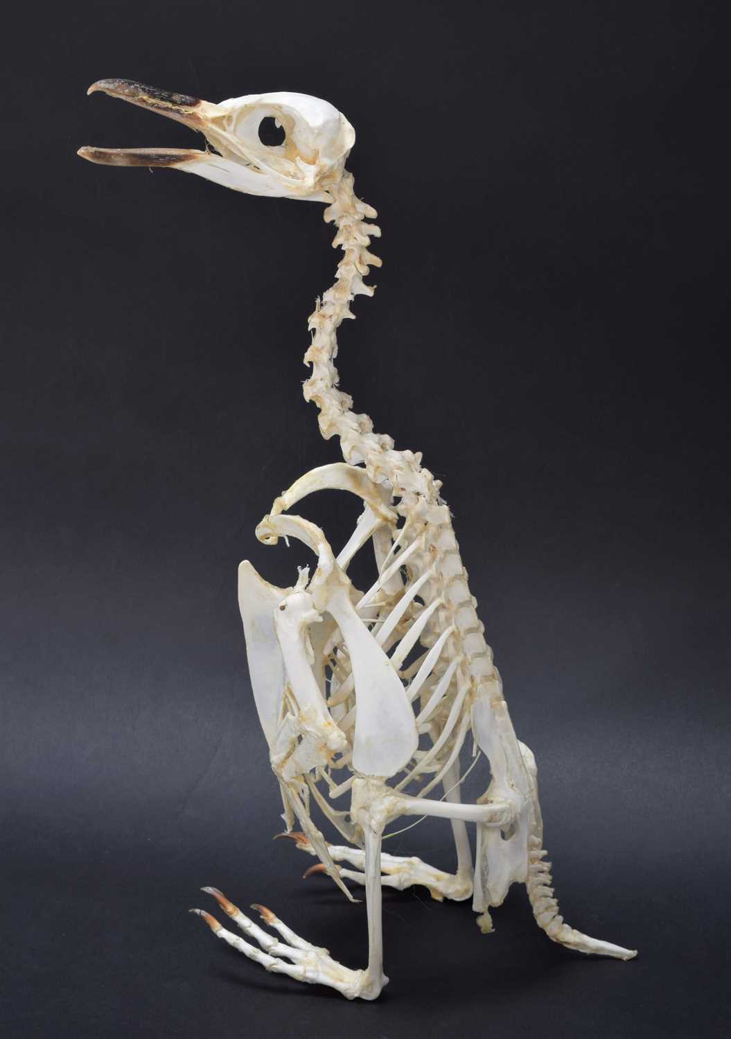 Lot 44 - Skeletons/Anatomy: A Megellanic Penguin...