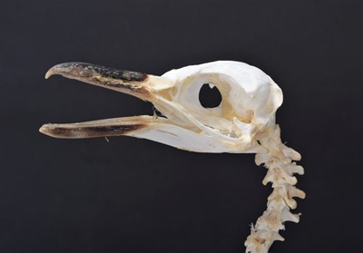 Lot 44 - Skeletons/Anatomy: A Megellanic Penguin...