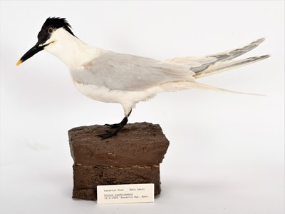 Lot 93 - Taxidermy: A Group of Various Terns, dated...