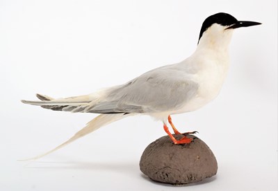 Lot 93 - Taxidermy: A Group of Various Terns, dated...