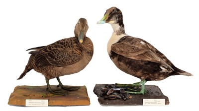 Lot 37 - Taxidermy: A Pair of Common Eider Ducks...