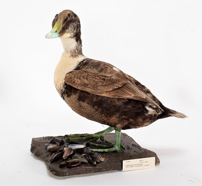 Lot 37 - Taxidermy: A Pair of Common Eider Ducks...