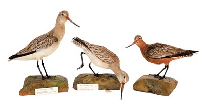 Lot 144 - Taxidermy: A Trio of Bar-Tailed Godwit's...