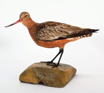 Lot 144 - Taxidermy: A Trio of Bar-Tailed Godwit's...