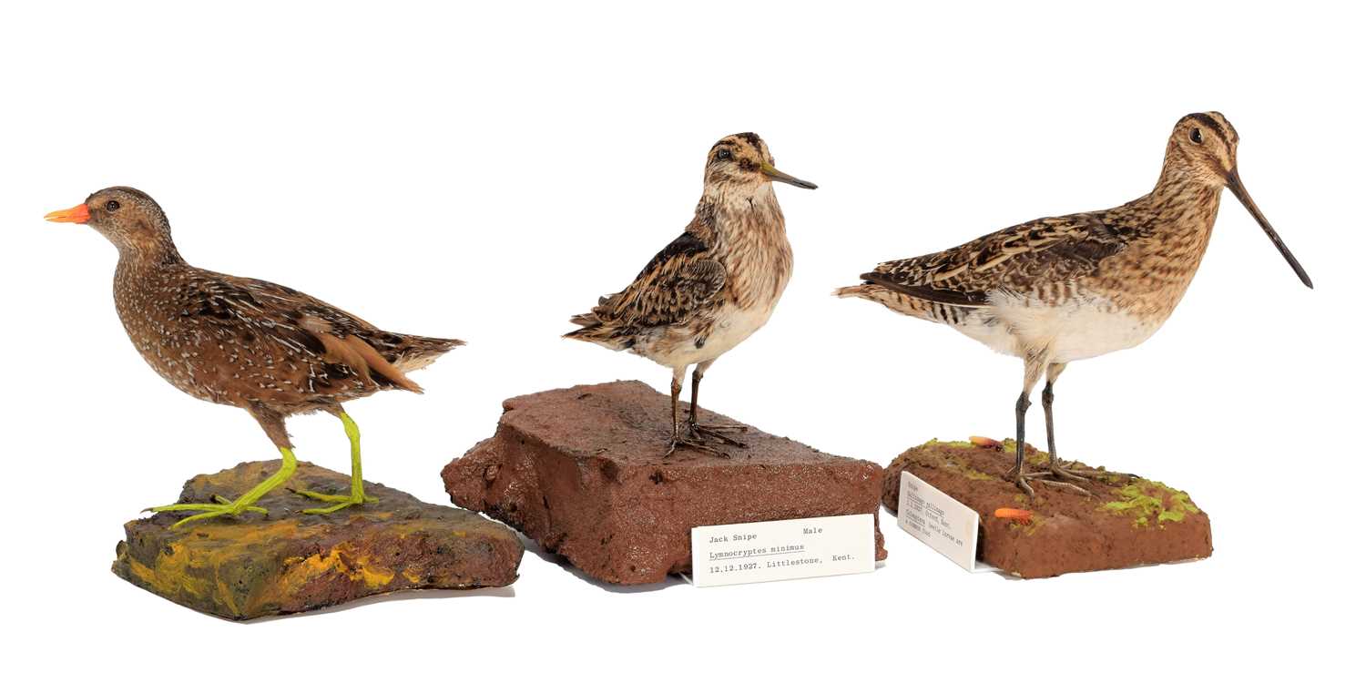 Lot 40 - Taxidermy: A Snipe, Jack Snipe & Spotted Crake,...