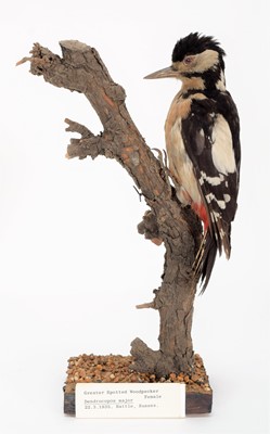 Lot 85 - Taxidermy: A Pair of Greater Spotted...