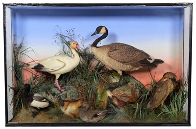 Lot 166 - Taxidermy: An Impressive Large Late Victorian...