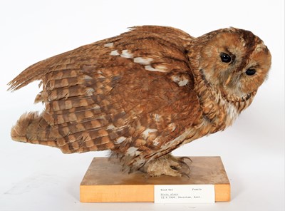 Lot 140 - Taxidermy: A Tawny Owl & Little Owl, dated...