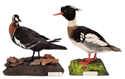 Lot 141 - Taxidermy: A Red-Breasted Goose & Red-Breasted...