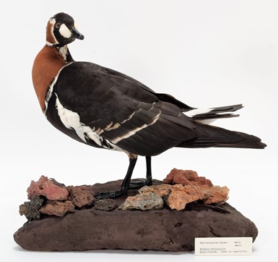Lot 141 - Taxidermy: A Red-Breasted Goose & Red-Breasted...