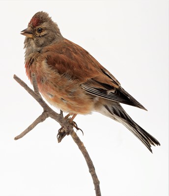 Lot 142 - Taxidermy: A Group of British Garden Song...
