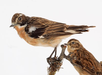 Lot 142 - Taxidermy: A Group of British Garden Song...