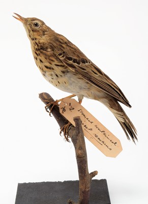 Lot 113 - Taxidermy: A Group of British Garden Song...