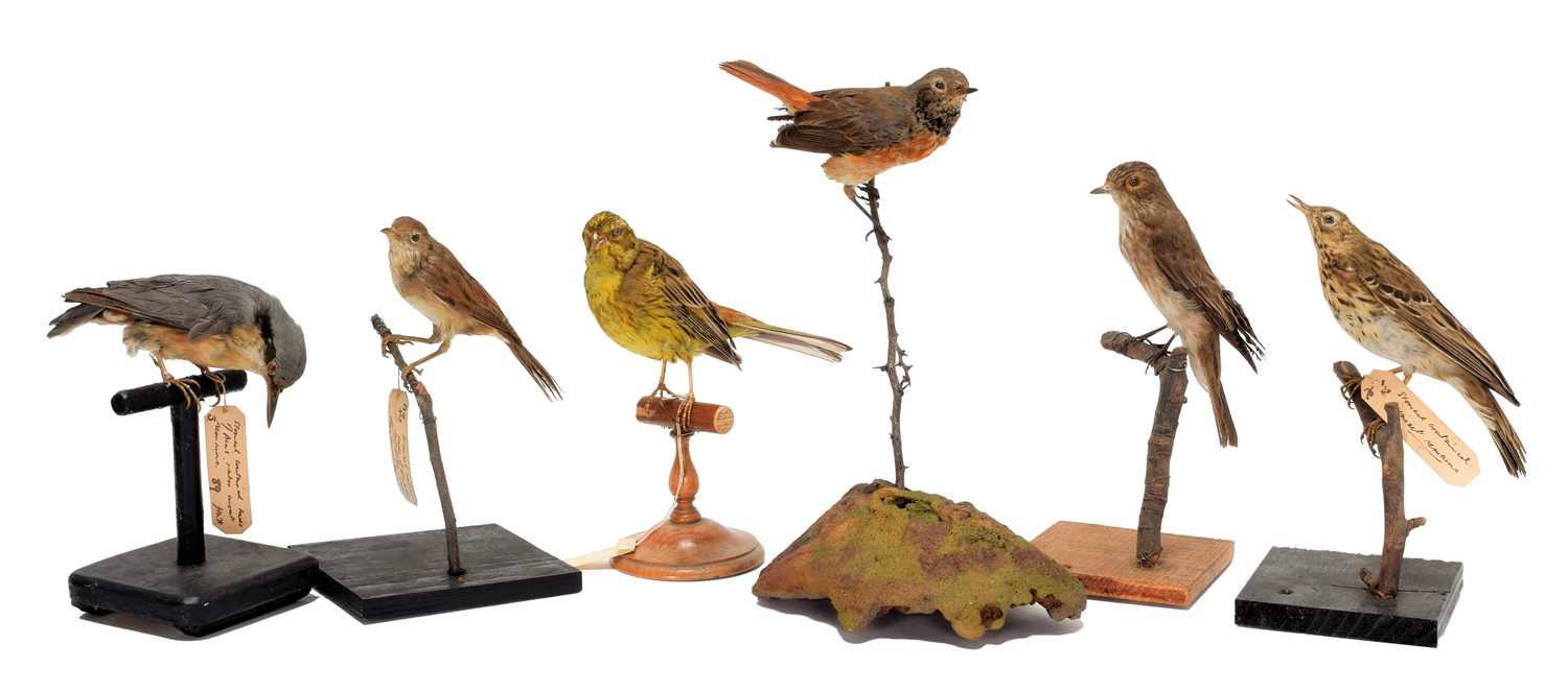 Lot 113 - Taxidermy: A Group of British Garden Song...