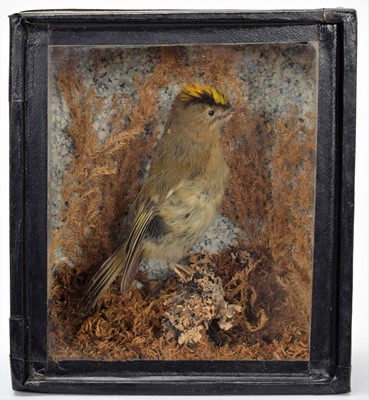 Lot 97 - Taxidermy: A Group of British Garden Song...