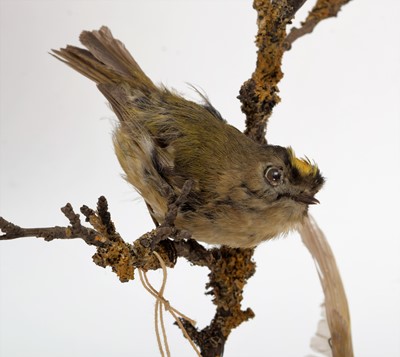 Lot 100 - Taxidermy: A Group of British Garden Song...