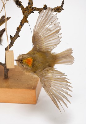 Lot 100 - Taxidermy: A Group of British Garden Song...