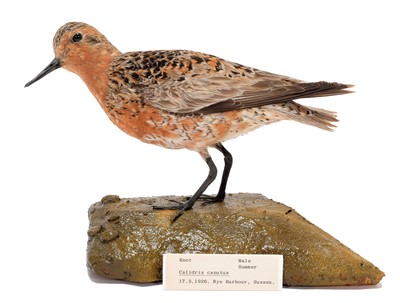 Lot 94 - Taxidermy: A Red Knot (Calidris canutus),...