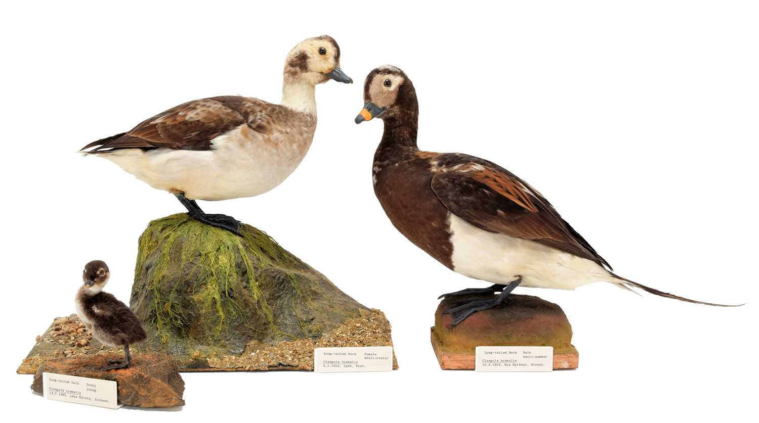 Lot 188 - Taxidermy: A Group of Long-Tailed Ducks, dated...