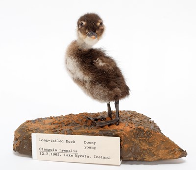 Lot 188 - Taxidermy: A Group of Long-Tailed Ducks, dated...