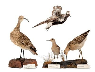 Lot 136 - Taxidermy: A Pair of Ruffs, Whimbrel, & Grey...
