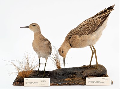 Lot 136 - Taxidermy: A Pair of Ruffs, Whimbrel, & Grey...
