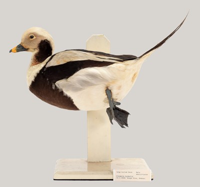 Lot 34 - Taxidermy: A Long-Tailed Duck (Clangula...