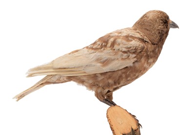 Lot 133 - Taxidermy: A Mottled Variant Carrion Crow...