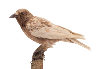 Lot 133 - Taxidermy: A Mottled Variant Carrion Crow...