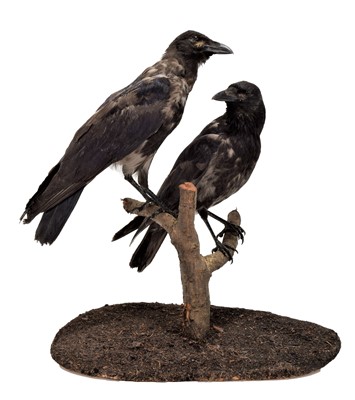 Lot 31 - Taxidermy: A Pair of Hybrid Carrion X Hooded...