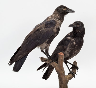 Lot 31 - Taxidermy: A Pair of Hybrid Carrion X Hooded...