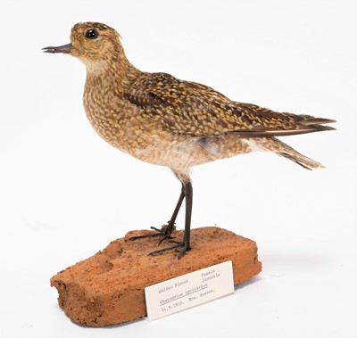Lot 32 - Taxidermy: A Group of Various Plovers, dated...