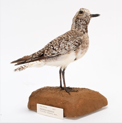 Lot 32 - Taxidermy: A Group of Various Plovers, dated...