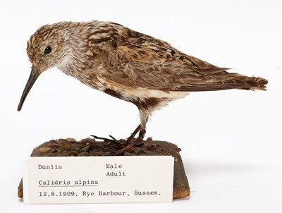 Lot 16 - Taxidermy: A Group of Estuary Birds, dated...