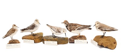 Lot 101 - Taxidermy: A Group of Estuary Birds, dated...