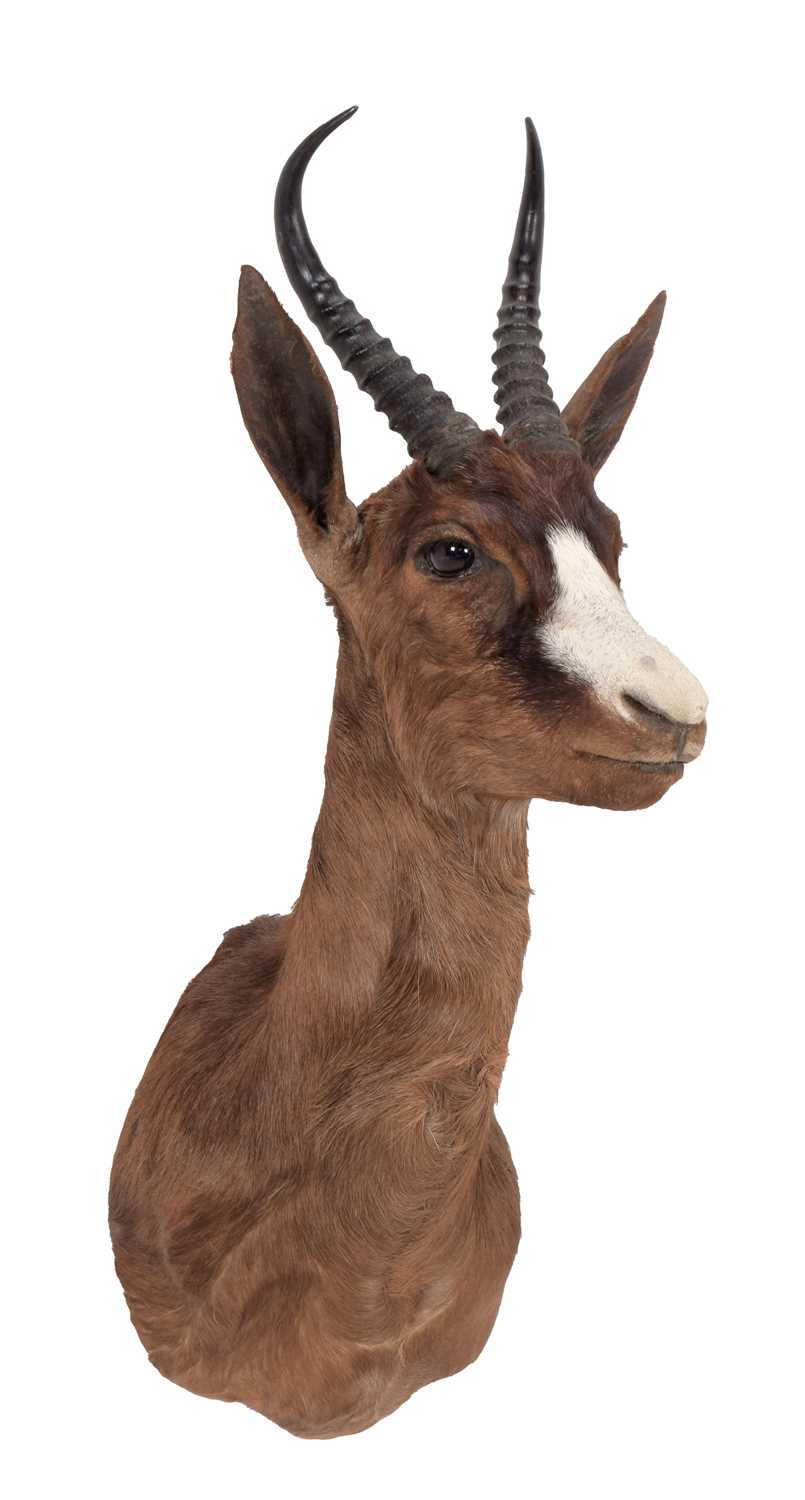 Lot 221 Taxidermy An Unusual Chocolate Brown South