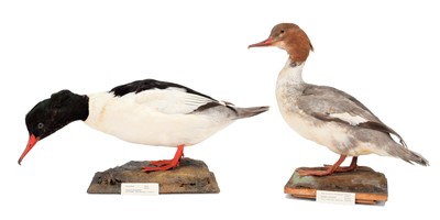 Lot 192 - Taxidermy: A Red-Breasted Merganser &...