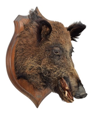 Lot 136 - Taxidermy: European Wild Boar (Sus scrofa),...
