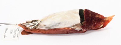 Lot 213 - Taxidermy: A Preserved Study Skin of a King...